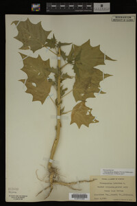 Image Associated With the Occurrence