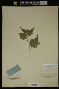 Image Associated With the Occurrence