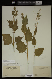 Image Associated With the Occurrence