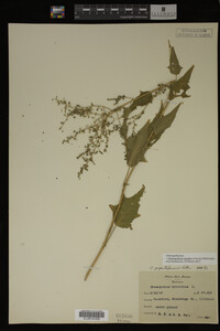 Image Associated With the Occurrence