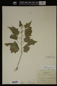 Image Associated With the Occurrence