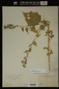 Image Associated With the Occurrence