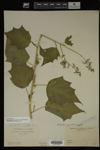 Image Associated With the Occurrence
