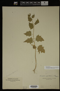 Image Associated With the Occurrence