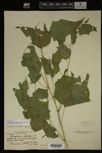 Image Associated With the Occurrence