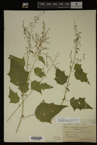 Image Associated With the Occurrence
