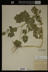 Image Associated With the Occurrence