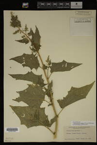 Image Associated With the Occurrence