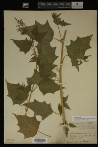 Image Associated With the Occurrence