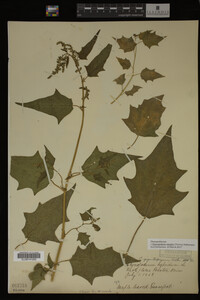 Image Associated With the Occurrence