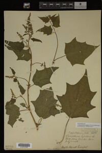 Image Associated With the Occurrence