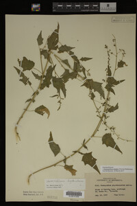 Image Associated With the Occurrence