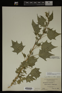 Image Associated With the Occurrence