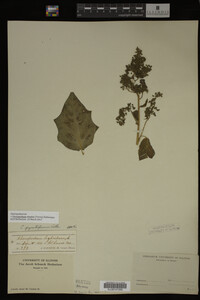Image Associated With the Occurrence