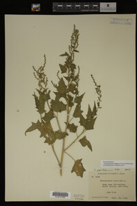 Image Associated With the Occurrence