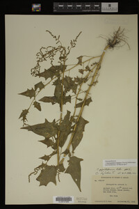 Image Associated With the Occurrence