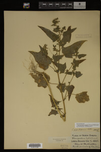 Image Associated With the Occurrence