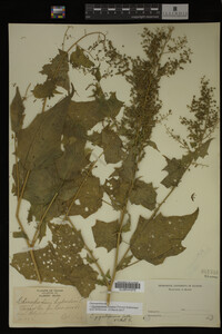 Image Associated With the Occurrence