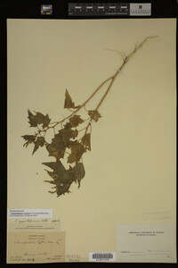 Image Associated With the Occurrence