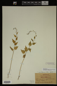 Image Associated With the Occurrence
