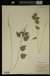 Image Associated With the Occurrence