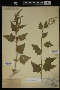 Image Associated With the Occurrence