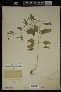 Image Associated With the Occurrence