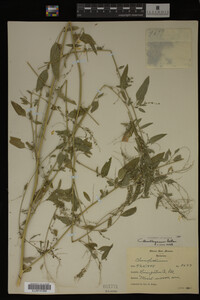 Image Associated With the Occurrence