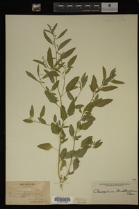 Image Associated With the Occurrence