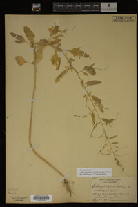 Image Associated With the Occurrence