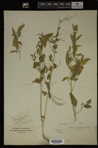 Image Associated With the Occurrence