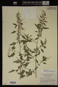 Image Associated With the Occurrence