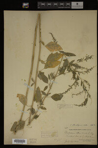 Image Associated With the Occurrence