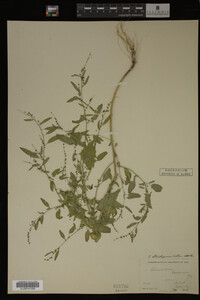 Image Associated With the Occurrence