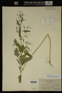 Image Associated With the Occurrence
