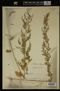 Image Associated With the Occurrence