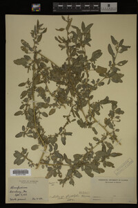 Image Associated With the Occurrence