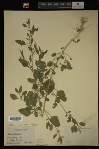 Image Associated With the Occurrence