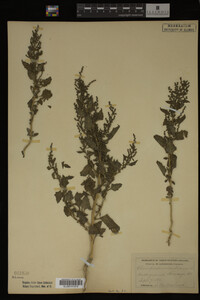 Image Associated With the Occurrence