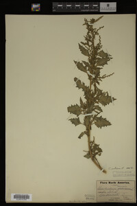 Image Associated With the Occurrence