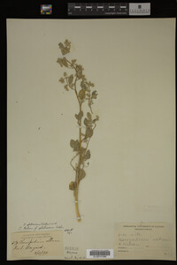 Image Associated With the Occurrence
