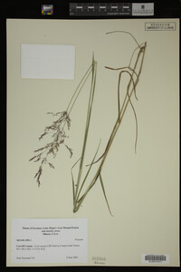 Agrostis alba image