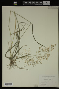 Agrostis alba image