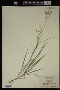 Agrostis alba image
