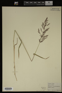 Agrostis alba image