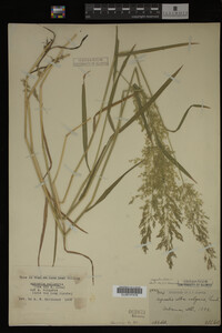 Agrostis alba image