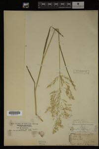 Agrostis alba image