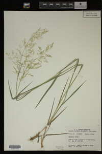 Agrostis alba image