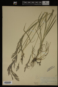 Agrostis alba image