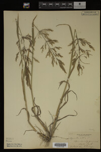 Agrostis alba image